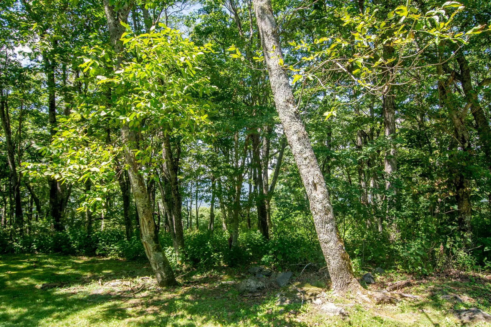 Image number 14 for the current listing