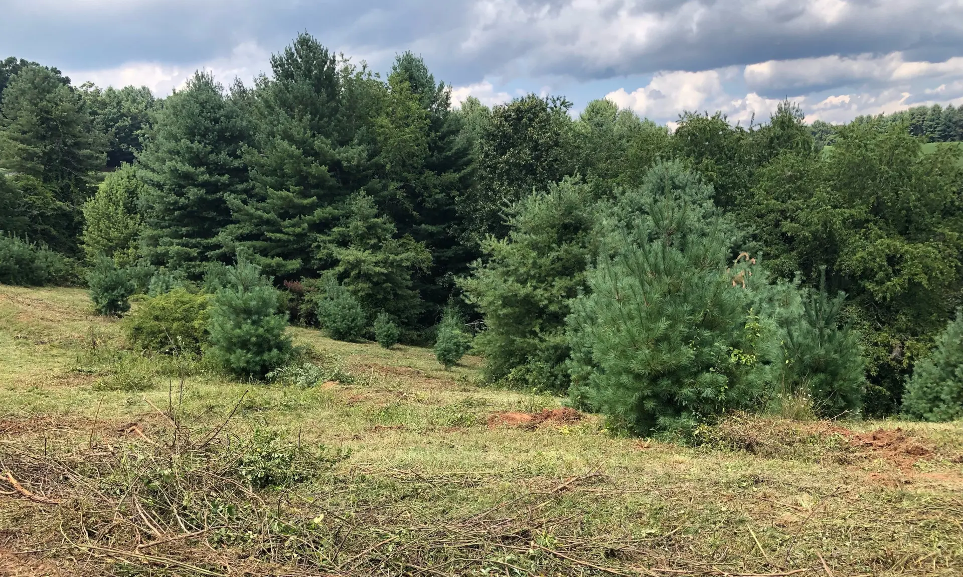 Image number 1 for the current listing