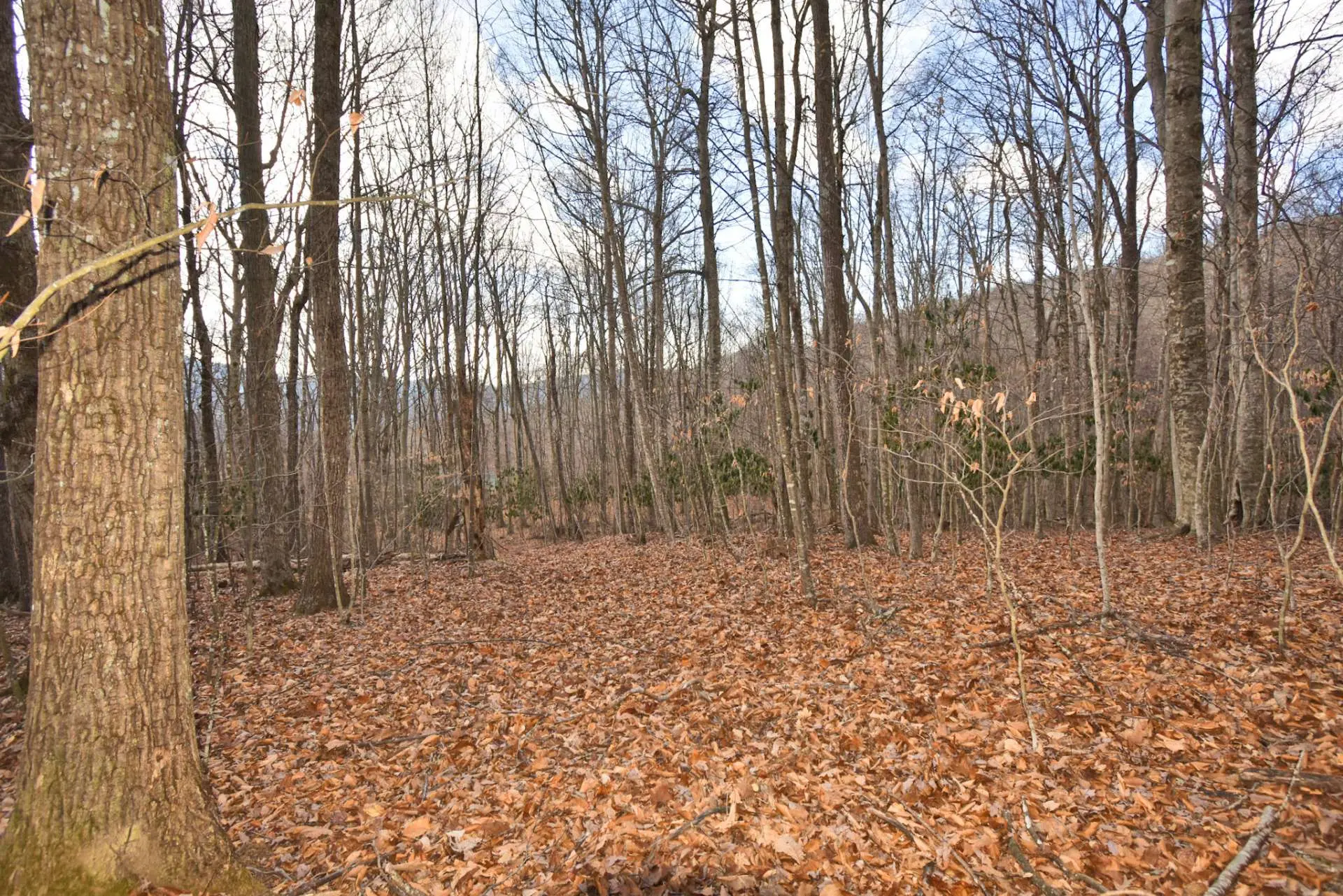 Image number 10 for the current listing
