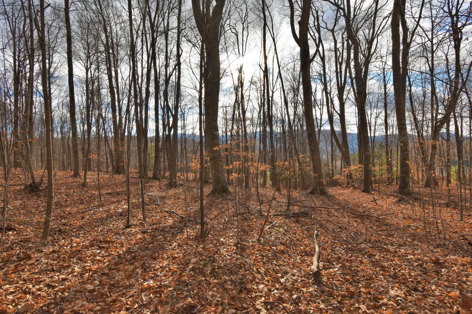 Image number 14 for the current listing