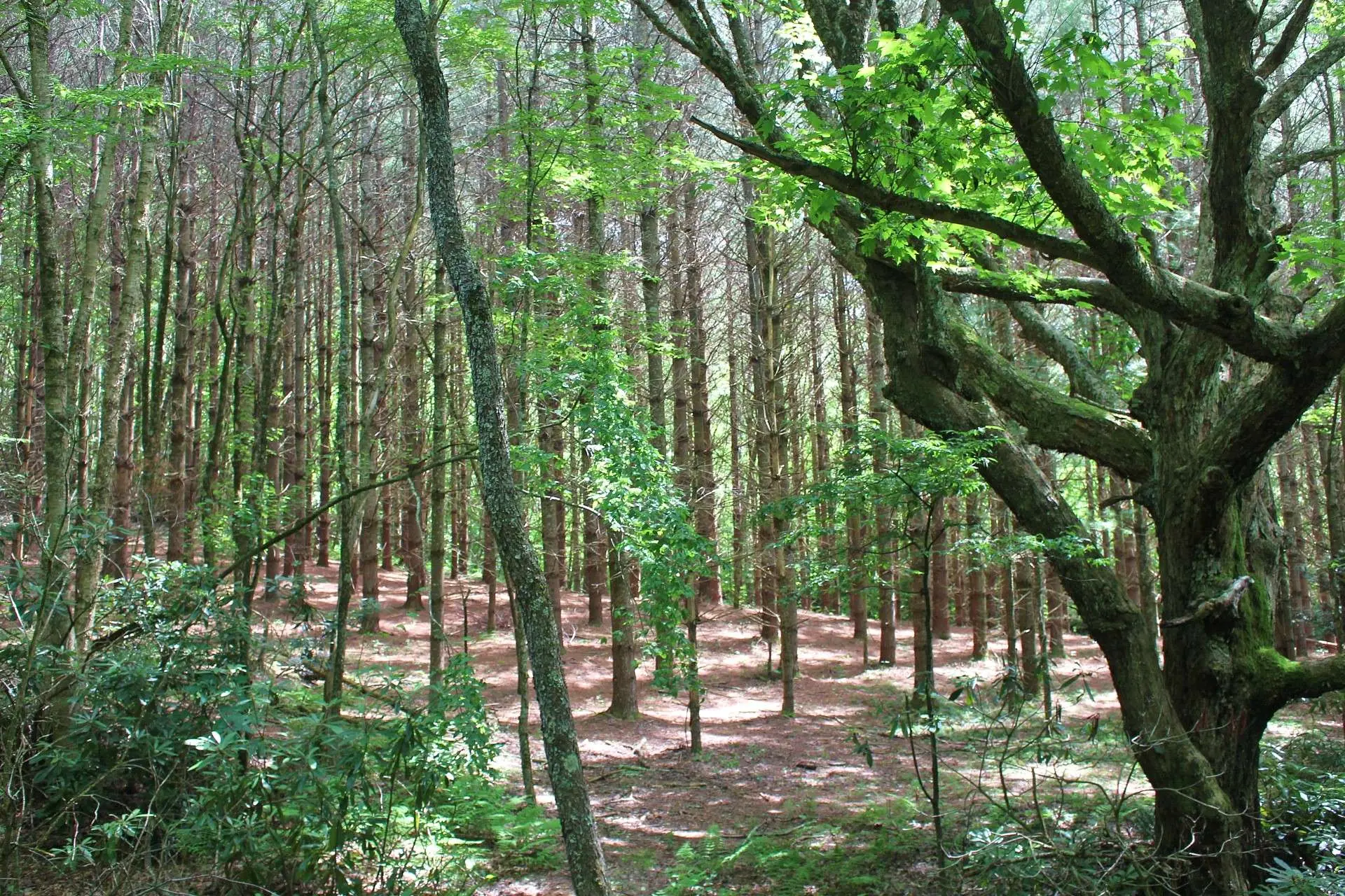 Image number 3 for the current listing
